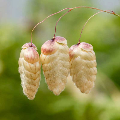IMG_7010.jpg Quaking Grass 'Briza maxima' - La Pulente, St Brelade -  A Santillo 2016