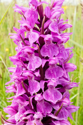IMG_7017.jpg Spotted Orchid - Le Noir Pr, Chemin de l'Ouziere, St Ouen -  A Santillo 2016