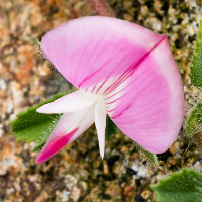 IMG_7103.jpg Restharrow 'Ononis repens' - Noirmont Headland, St Brelade -  A Santillo 2016