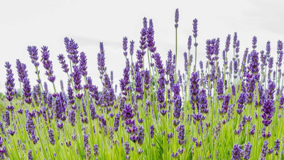 IMG_7119-Edit.jpg Lavender - Jersey Lavender Farm - Rue du Pont Marquet, St Brelade -  A Santillo 2016