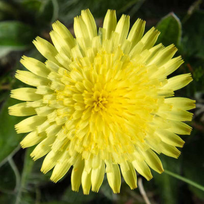 IMG_7129-Edit.jpg Dandelion - Grosnez Point, St Ouen -  A Santillo 2016
