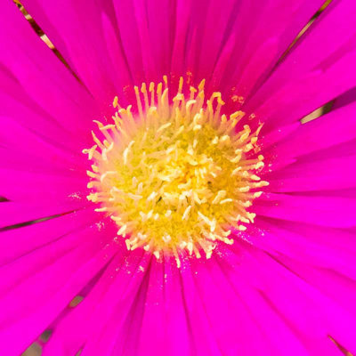 IMG_7146.jpg Unknown flower - Samars Manor, St Clements -  A Santillo 2016