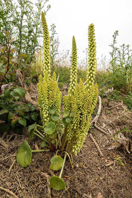 IMG_7160.jpg Navelwort - La Pulente, St Brelade -  A Santillo 2016