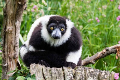 img_7059.jpg Black and White Ruffed Lemur - Durell Wildlife Park, La Profonde Rue, Trinity -  A Santillo 2016