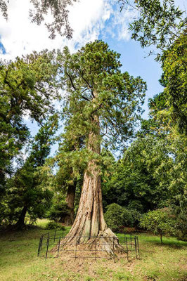 IMG_7197.jpg Giant Redwood, Killerton Gardens - Devon - © A Santillo 2016