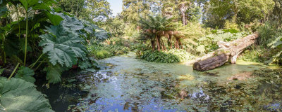 IMG_7202-Pano.jpg A prehistoric looking pond Abbotsbury Subtropical Gardens - © A Santillo 2016