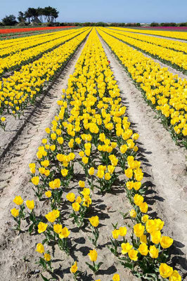 IMG_6058.jpg Field of tulips - Saint-Jean-Trolimon Brittany France - © A Santillo 2014