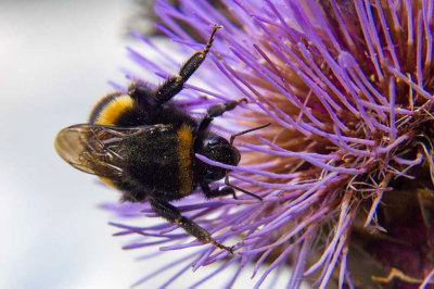 IMG_4751.jpg Bee and Thistle, Hinton Ampner -  A Santillo 2013