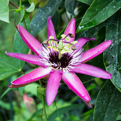 IMG_4829.jpg Passion Flower, Passiflora x violacea - RHS Garden Wisley, Wisley -  A Santillo 2013