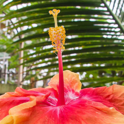 IMG_4832.jpg Hibiscus Rosa-Sinensis, China - RHS Garden Wisley, Wisley - © A Santillo 2013