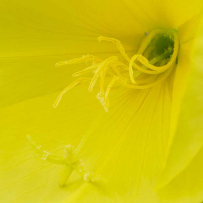 IMG_6714.jpg Unknown flower, Ventnor Bortanical Gardens - St Lawrence Ventnor -  A Santillo 2015
