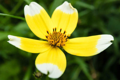 IMG_6732-Edit.jpg Unknown flower, Ventnor Bortanical Gardens - St Lawrence Ventnor -  A Santillo 2015