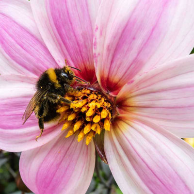 IMG_6738-Edit.jpg Bee on Dahlia, Ventnor Bortanical Gardens - St Lawrence Ventnor -  A Santillo 2015