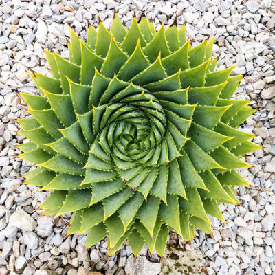 IMG_6750-Edit.jpg Aloe polyphylla, Ventnor Bortanical Gardens - St Lawrence Ventnor -  A Santillo 2015