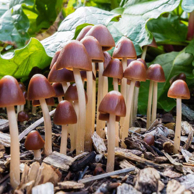 IMG_6872.jpg Mushrooms, Osborne House, East Cowes - © A Santillo 2015