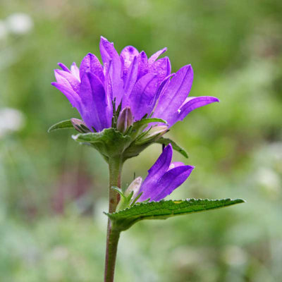 _MG_0629.jpg Unknown flower - La Mare, Reverier Dessus, Charvensod Valle d'Aosta -  A Santillo 2006