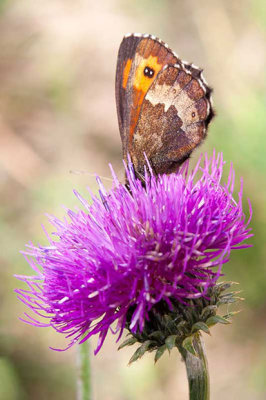 _MG_0677-Edit.jpg Unknown flower and butterfly - Parco Nazionale Gran Paradiso, Gogne -  A Santillo 2006