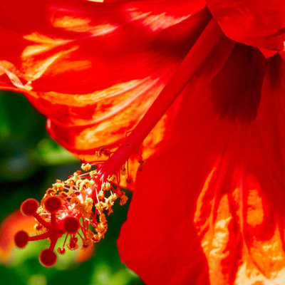 G10_0553_1-Edit.jpg Hibiscus (Chinese Latern) - Piazza Francesco, Sorrento, Campania -  A Santillo 2010