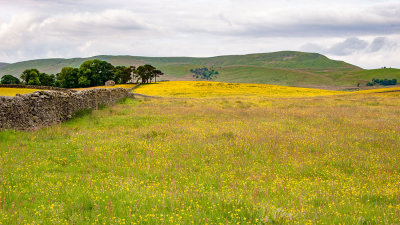 _MG_2245.jpg Buttercup/Wildflower meadow - Hawes -  A Santillo 2008