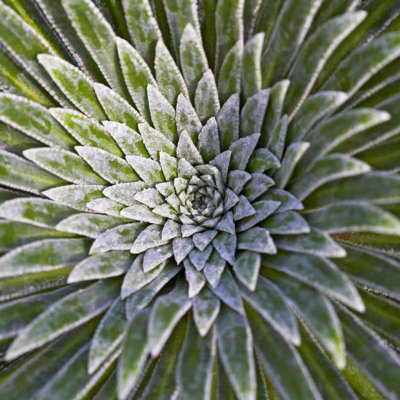 IMG_3485.jpg Saxifraga Longifolia - RHS Garden Harlow Carr, Yorkshire -  A Santillo 2011