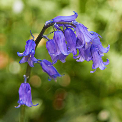 IMG_3111a-Edit.jpg Bluebell - Castell Henllys, Pembrokeshire -  A Santillo 2011