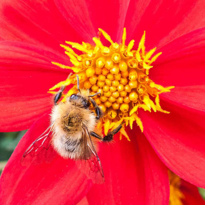 G10_0389.jpg Dhalia and Bee - Bodnant Garden, Eglwysbach, Conwy, Wales -  A Santillo 2009