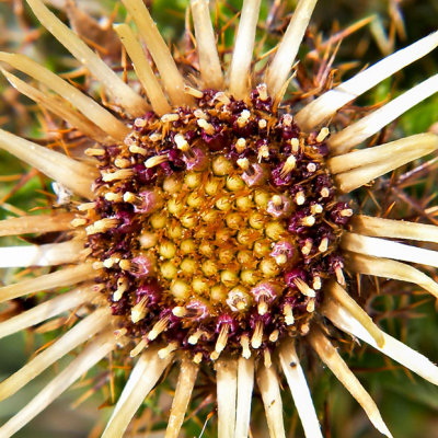 _MG_1805.jpg Unknown dried flower - The Mumbles -  A Santillo 2007