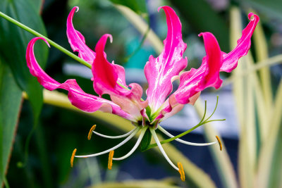 IMG_4008.jpg Gloriosa Superba Rothschildiana - Lili - Bromeliaceae - National Botanic Garden Wales -  A Santillo 2012