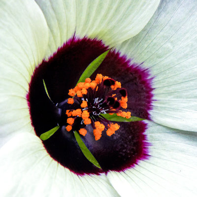 IMG_4030.jpg Hibiscus Trionum - Middleton Hall, National Botanic Garden Wales -  A Santillo 2012