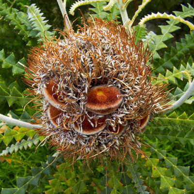 IMG_4035.jpg  Banksia Baxteri - Proteaceae - Middleton Hall, National Botanic Garden Wales -  A Santillo 2012