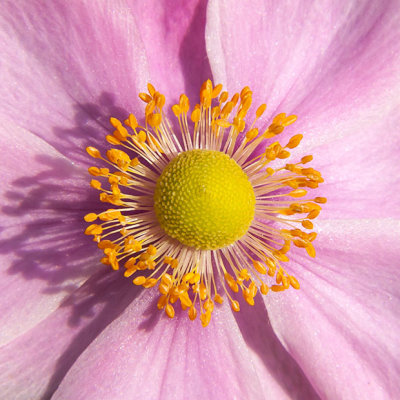 _MG_1989.jpg Anemone 'Hybrida' - Coleton Fishacre -  A Santillo 2007