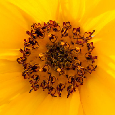 _MG_2139.jpg Sunflower - Wearde, Saltash - © A Santillo 2007