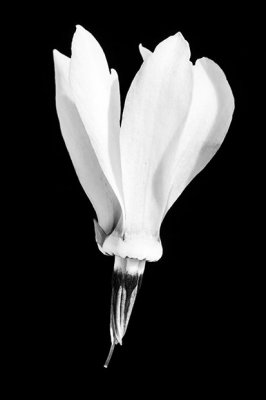 _MG_2183A.jpg Dodecatheon 'Meadia' - Wearde, Saltash - © A Santillo 2008