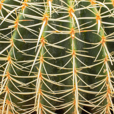 G10_1251a.jpg Echinocatus grusonii - Cactaceae - Central Mexico - Desert Housee - Paington Zoo -  A Santillo 2012