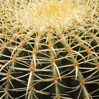 G10_1252a.jpg Echinocatus grusonii - Cactaceae - Central Mexico - Desert Housee - Paington Zoo -  A Santillo 2012