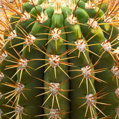 G10_1253a.jpg Cactus - Desert House - Paington Zoo -  A Santillo 2012