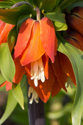 IMG_2898.jpg Fritillaria Imperiallis 'Rubra Maxima' - RHS Rosemoor -  A Santillo 2009