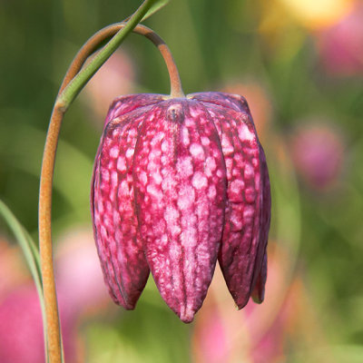 IMG_2905.jpg Fritillaria 'Snake's Head' - RHS Rosemoor -  A Santillo 2011