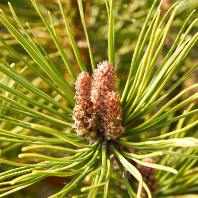 IMG_2909.jpg Unknown pine tree - RHS Rosemoor -  A Santillo 2011