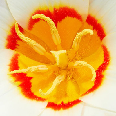 IMG_2914.jpg Tulip 'Ancilla' - RHS Rosemoor -  A Santillo 2011