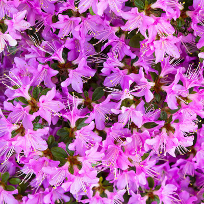 IMG_4302.jpg Azalea - RHS Rosemoor -  A. Santillo 2013