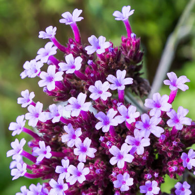 IMG_6539-Edit.jpg Verbena bonariensis - Purpletop Vervain - RHS Rosemoor -  A Santillo 2014