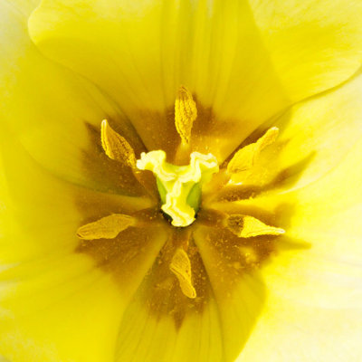 _MG_2473A.jpg Tulip - RHS Rosemoor -  A Santillo 2009