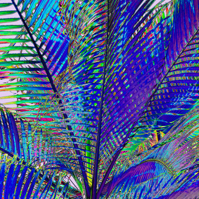 CRW_00758A.jpg Dictyosperma album - Princess palm - Humid Tropics Biome -  A Santillo 2004