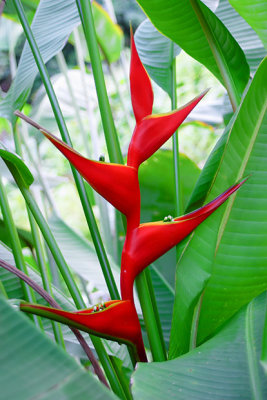 CRW_00792.jpg Heliconia stricta - Red ginger claw - Humid Tropics Biome -  A Santillo 2004