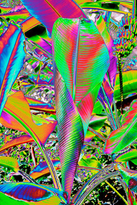 CRW_00804A.jpg Victoria cruziana - Victoria lily - Humid Tropics Biome - © A Santillo 2004