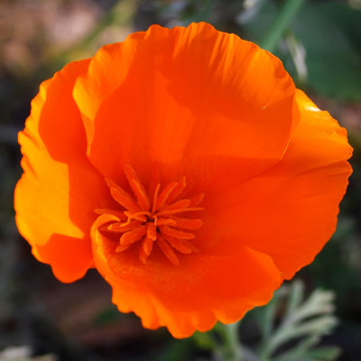 CRW_00830B.jpg Californian poppy 'papaver' - California - Warm Temperate Biome -  A Santillo 2004