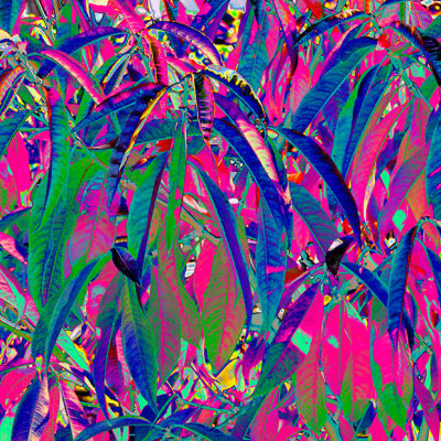 CRW_00849A.jpg Nectarine Tree leaves - Crops and cultivation- Warm Temperate Biome - © A Santillo 2004