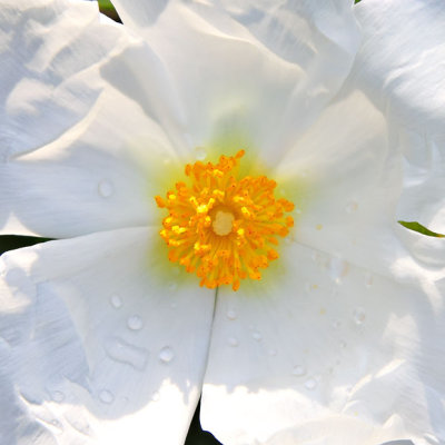 IMG_2607B.jpg Cistus - Warm Temperate Biome -  A Santillo 2010