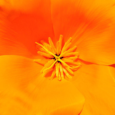 IMG_2615A.jpg Californian Poppy 'papaver' - Warm Temperate Biome -  A Santillo 2010